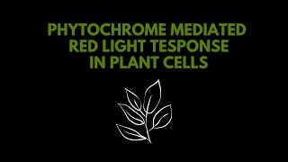 Phytochrome mediated red light response In plant cells [upl. by Hollander]