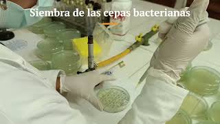 Antibiogramas Metodologías por dilución en agar Mueller Hinton y difusión en disco [upl. by Firehs]