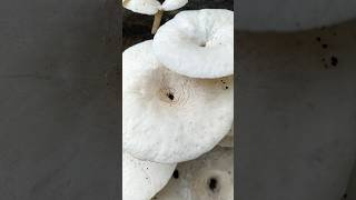 Lentinus tigrinus mushroom shortvideos nature mushroom [upl. by Inalem6]