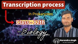 Transcription in Prokaryotes Class 12th Biology Genetics [upl. by Ahsaten183]