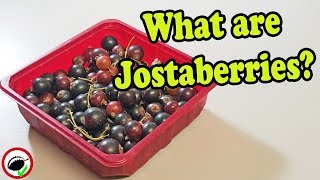 Jostaberry Review Gooseberry amp Currant Hybrid  Weird Fruit Explorer Ep 337 [upl. by Fredette]