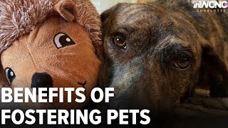 Benefits of fostering a pet [upl. by Erreit]