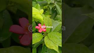 flower status song   flower hindi song video full screen status WhatsApp statusshorts status [upl. by Wichern]