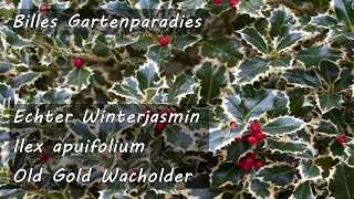 🌺 Billes Gartenparadies  Winterjasmin  Ilex  Wacholder  Gestaltung  Beratung  Pflegetipps [upl. by Ecarg975]