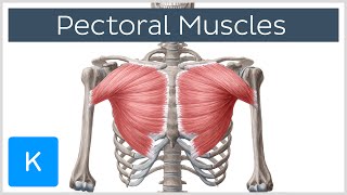 Pectoral Muscles Area Innervation amp Function  Human Anatomy  Kenhub [upl. by Yblek]