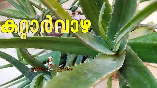 Kattarvazha Benefits  Aloe Vera  How to grow Aloe Vera at Home  കറ്റാർ വാഴ  NRK [upl. by Selim]