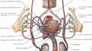 Sistema Nervioso Autónomo [upl. by Plunkett]