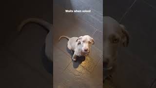 11 week old Weimaraner puppy training [upl. by Nylodnewg454]