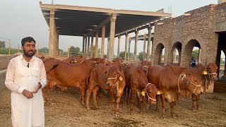 Elite Sahiwal Cattle Farm Sheikh Ismail Dairy and Cattle Farm [upl. by Kitrak242]