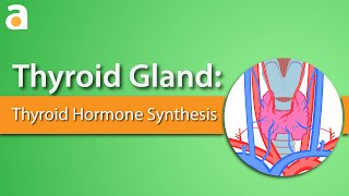 Thyroid Gland Thyroid Hormone Synthesis [upl. by Fonda]