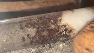 Acanthomyrmex Thailandensis Nest [upl. by Silohcin]