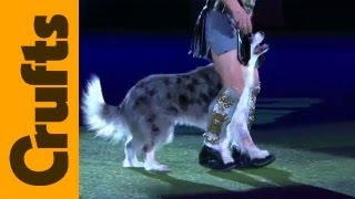 Heelwork to Music  Freestyle International  1st Place  Crufts 2012 [upl. by Cleodal]