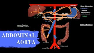 Aorta abdominalis topografik anatomiyasi [upl. by Faustena]