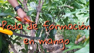 poda de formacion en mango [upl. by Arahahs]