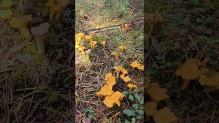 Chanterelle explore foryou viralvideo youtubeshorts youtuber fun viralvideo mushroom food [upl. by Ettelrac674]