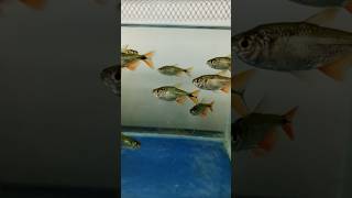 The Most Beautiful Fish Buenos Aires Tetra youtube sorts aquarium fish [upl. by Ablem]