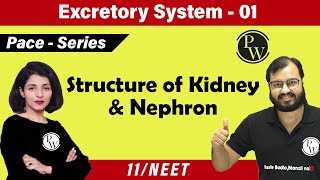 Excretory System 01  Chapter 19  Structure of Kidney and Nephron  Class 11  NEET  Pace Series [upl. by Greerson]