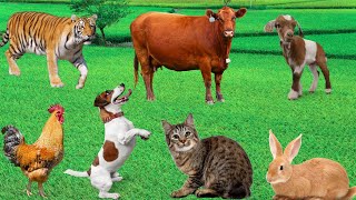 Animal Sounds Compilation  Tiger Rabbit Cow Dog Goat Sheep [upl. by Lraed]