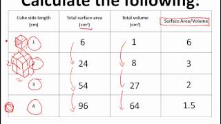 Why are cells so small Surfaceareatovolume ratio IB Biology [upl. by Anelys779]