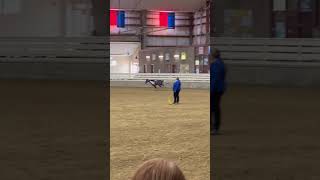 Eastcoast Miniature Horse Club Show Williamston North Carolina [upl. by Ceil]