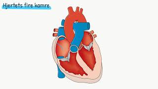 Kredsløbet Hjertets opbygning [upl. by Akirej908]