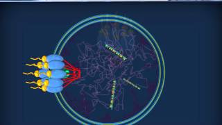 RNA  Citoplasmatici  mRNA tRNA rRNA [upl. by Peugia453]