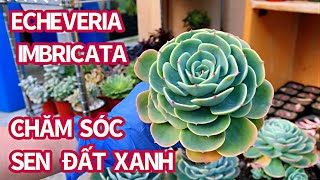 342 TAKE CARE OF ECHEVERIA IMBRICATA  CHĂM SÓC SEN ĐÁ ĐẤT XANH [upl. by Nedle758]