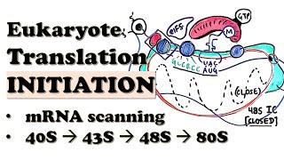 Eukaryotic Translation INITIATION  80S ribosome assembly steps  Initiation factors in mRNA loading [upl. by Halette]