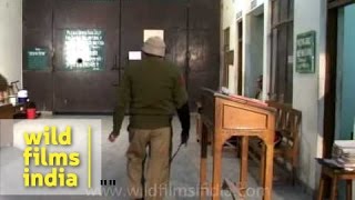 Tihar Jail attendance and rollcall [upl. by Kcirednek]