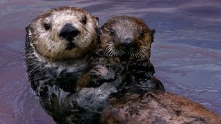 Why Sea Otters Hold Hands amp Wrap Pups in Seaweed [upl. by Arfihs]