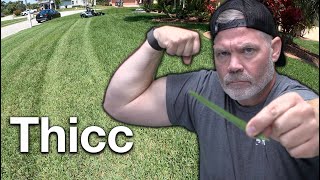 St Augustine Grass Tips  How I Get My St Augustine So Thick and Green [upl. by Enel]