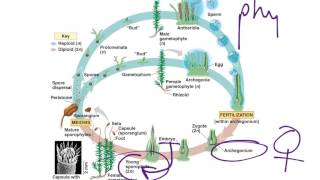 Moss Life Cycle [upl. by Hyacinthe]