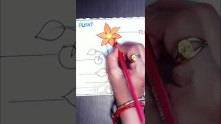 parts of plant science project Sciencetrending ytshortshortviralshorts ytshortsdiydrawing [upl. by Janessa]