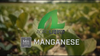 How do you know if your crops are manganese deficient [upl. by Margret]