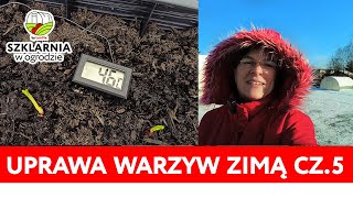 Uprawa warzyw w szklarni zimą cz 5  bez dogrzewania [upl. by Dadelos]