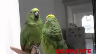 Loros cantando quotAlabare a mi señorquot [upl. by Anirres]