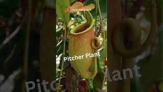 Insectivorous Plants [upl. by Lockwood]