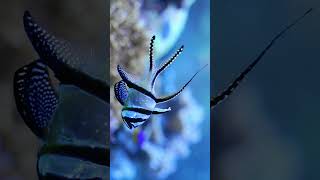 🐟☆³²•A⁹ ▪︎ Banggai Cardinalfish Pterapogon kauderni in Cardinalfish Family Apogonidae [upl. by Nylareg412]