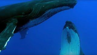 Two Beautiful Humpback Whales Dance  Animal Attraction  BBC Earth [upl. by Adnilrev]