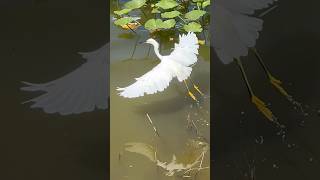 Who is More Agile  Snowy Egret vs Tricolored Heron [upl. by Ybab407]