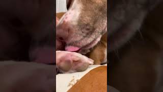 I am struggling to remove my dog’s hyperkeratosis [upl. by Ariem]