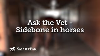 Ask the Vet  Sidebone in horses [upl. by Torbert445]