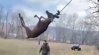 Hunters Rescue Distressed Deer Trapped in Rope Swing [upl. by Lauritz]