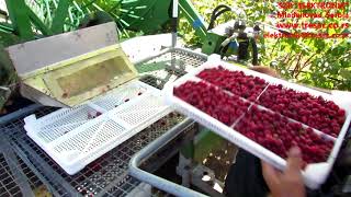 Berač malina 2016  Raspberry harvesting machine SP07 [upl. by Yesmar]