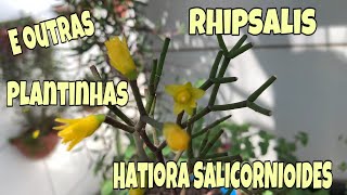 Rhipsalis Hatiora Salicornioides  Flores amarelas [upl. by Airemahs]