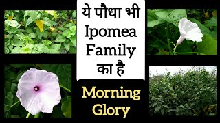 381 Ipomea Carnea  Morning Glory  Shameless Plant  बेशरम  बेहया  सदासुहागन  Besharam  Behya [upl. by Airitac]