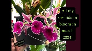 All my orchids in bloom Update March 2024 [upl. by Oilalue]