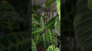 Man kann nicht alle Pflanzen mögen  Calathea Fan zimmerpflanzen [upl. by Braunstein408]