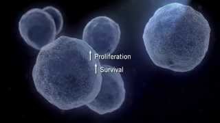 The MAPK Signaling Pathway [upl. by Enomes]