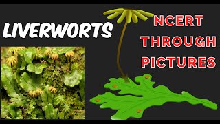 Plant kingdom03  LIVERWORTS Class 11CBSE NCERT  NEET  NCERT through pictures [upl. by Yuji774]